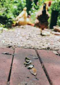 composting-chicken-manure